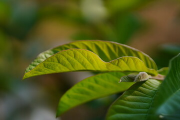 The medicinal properties of green guava leaves rich in vitamins, minerals, antioxidants