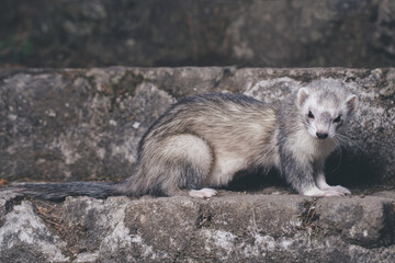 Ferret posing for portrait on old outdoor stone stairs