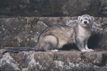 Ferret posing for portrait on old outdoor stone stairs