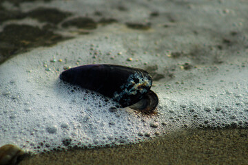 seashell surrounded by waves
