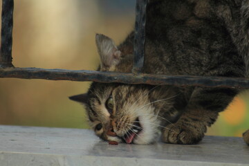 cat trying to reach her food