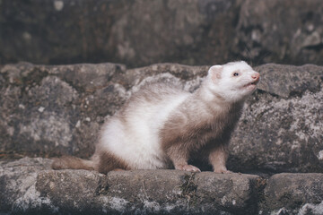 Champagne ferret posing for portrait on old outdoor stone stairs