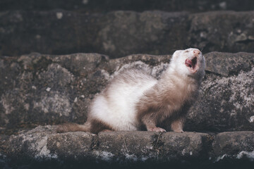 Champagne ferret posing for portrait on old outdoor stone stairs