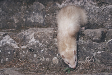 Champagne ferret posing for portrait on old outdoor stone stairs