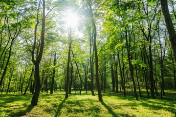 Obraz premium Sunlight pours into a lush forest illuminating the tall trees and soft grass. The atmosphere feels serene inviting nature lovers to explore this peaceful green sanctuary.