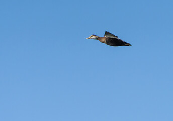 Great Blue Heron in perched in morning light by lake, Fishers, Indiana, Summer. 
