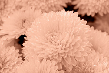 Fresh chrysanthemums in drops close-up. Perfect Mocha brown background. Solution for your design. Selective focus.. Demonstrating color of 2025 year