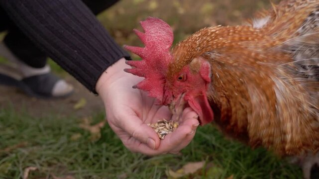 vid&eacute;o au ralenti, d'un joli coq mangeant dans les mains d'une jeune dame