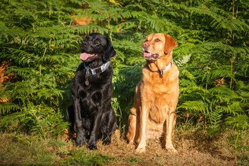 Two Labradors sitting in the early morning sun at Swinley Forest