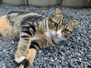 Photo of a cat lying on a stone floor.