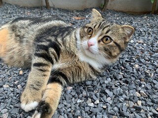 Photo of a cat lying on a stone floor.