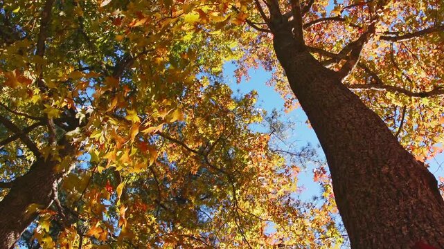 Slow pan looking skyward along a large sweetgum tree in autumn in a forest in Alabama