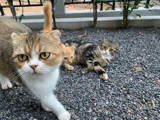 Photo of a black and orange cat lying on a stone floor.