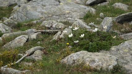 SASANKA ALPEJSKA - gatunek ściśle chroniony