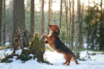 A Dachshund playfully interacts with a mossy tree stump in a snowy forest. The lively scene contrasts with the calm and quiet of the winter setting.