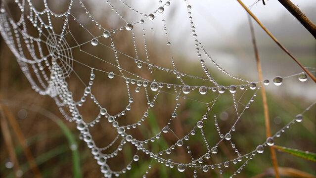 spider web with dew drops