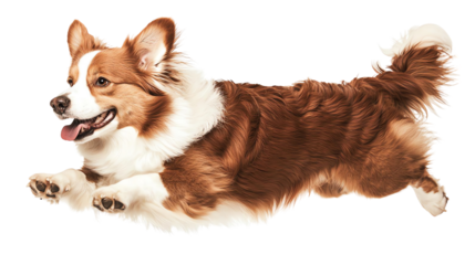 Corgi dog jumping in mid-air against a white isolate background