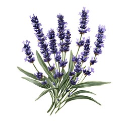 Obraz premium Lavender Blooms: A delicate bouquet of lavender flowers, showcasing their soft purple hues and fragrant blooms, evokes a sense of peace and tranquility. 
