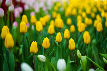 Tulip Garden Flowers Nature Background