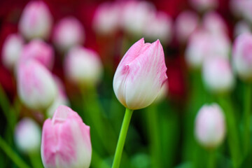 Tulip Garden Flowers Nature Background