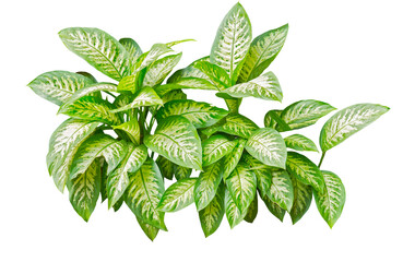 Vibrant Green Houseplant with Variegated Leaves