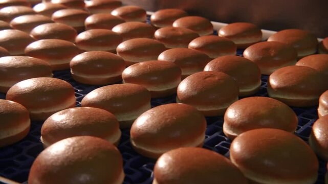 Hamburger buns on the baking line.Hot round delicious burger buns come out of the oven on the conveyor of the bakery or bakery production line