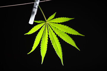 Hoja de marihuana (cannabis sativa) iluminada sobre fondo negro, colgada de una pinza