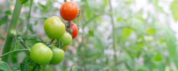 Maturation of tomatoes in the greenhouse. Organic farming,Drip irrigation system,green leaf ,Natural green leaves in garden,cover page,copy space