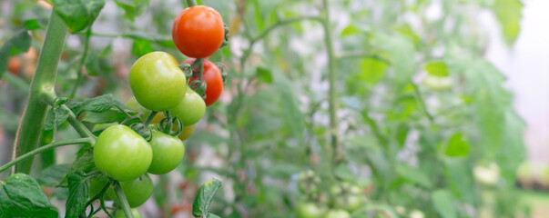 Maturation of tomatoes in the greenhouse. Organic farming,Drip irrigation system,green leaf ,Natural green leaves in garden,cover page,copy space