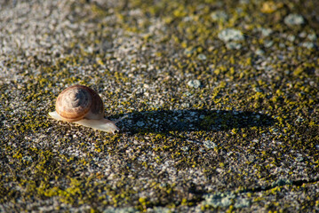 A snail crossing a mossy stone at the speed of light