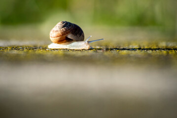 A snail crossing a mossy stone at the speed of light © Roberto