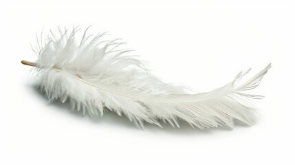 white feather isolated on white
