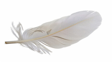white feather isolated on white