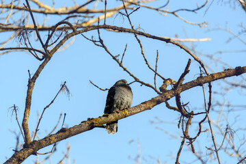 A rock dove sits on a bare branch of a tree crown. The leafless upper branches form a natural portrait frame and pattern against the blue sky. Direct sunlight on an autumn day