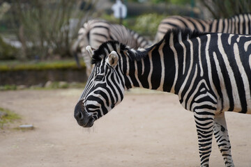 A zebra seen from the side