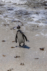 Naklejka premium Sad South African penguin has come out of water and walking along the sandy coast. Spheniscus demersus. Black-footed or jackass penguin. South Africa, Cape Town, natural habitat of Spectacled penguins