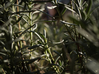 The spicy herb rosemary grows outside.