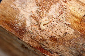 Ein Holzwurm bei der Arbeit
