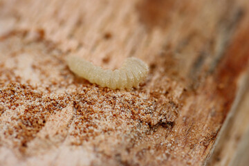 Ein Holzwurm bei der Arbeit
