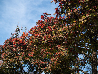 Late autumn. Hawthorn useful berries.