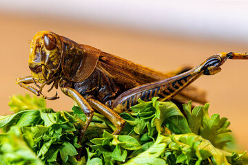Dried grasshopper