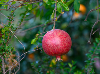 Bright red pomegranate fruit hangs from a green branch in a tranquil garden during sunny afternoon