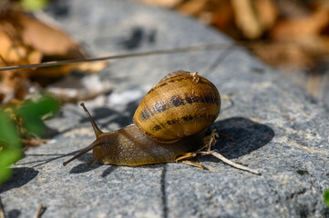 Snail slowly traverses a rocky surface in the gentle warmth of a sunny afternoon