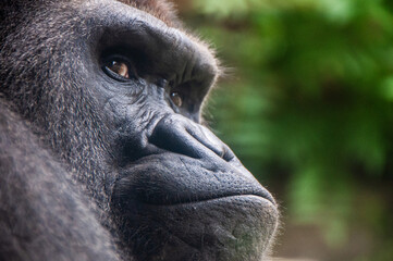 Close-up view of a profile of a gorilla outdoors with copy space. Beautiful Portrait of a Gorilla. Calm silverback, anthropoid ape in jungle background