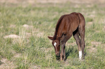 Wild Horse Foal in Springtime in the Utah Desert