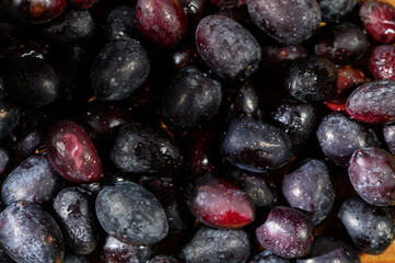 Fresh and juicy black grapes harvested in a sunny vineyard during the late summer season