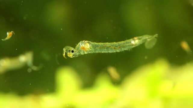 Phantom Midge larva (Chaoborus sp.) underwater in a pond, drifting and rotating slowly, macro close-up with copepod getting dangerously close. 