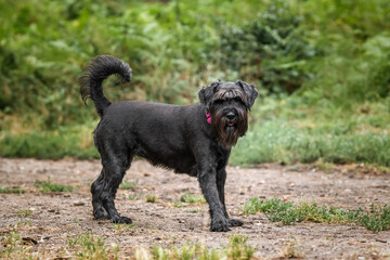 Black Schnauzer at Virginia Water in Berkshire