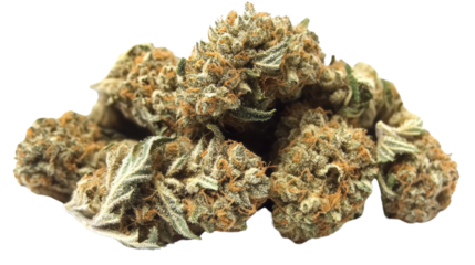 Close up of a pile of dried cannabis buds