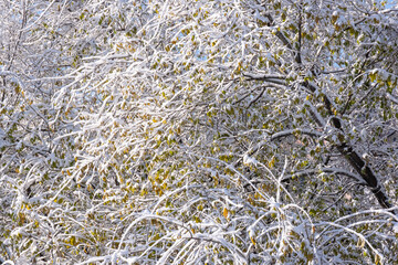 The branches of the trees are covered with snow and ice, the first winter frosts.